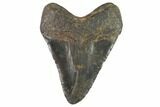 Bargain, Fossil Megalodon Tooth - North Carolina #91616-2
